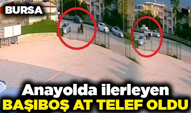 Anayolda ilerleyen başıboş at telef oldu