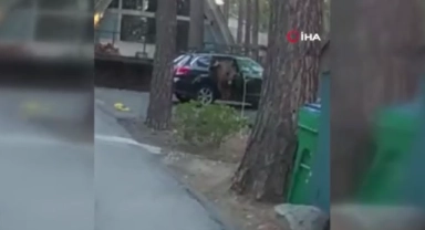 Arabada mahsur kalan ayı iple kurtarıldı