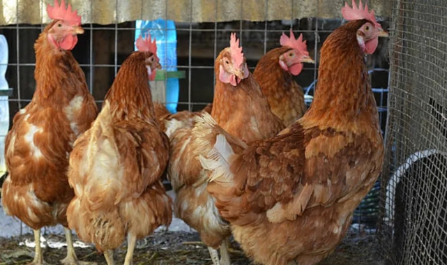 Brezilya’da kuş gribi alarmı!