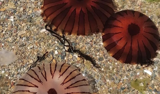 Erdek ve Kapıdağ yarım adası kıyılarında pusula denizanası uyarısı