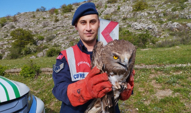 Kanadı kırık kartal tedaviye alındı