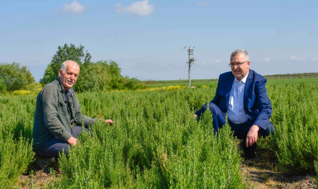 Karacabey, aromatik bitki alanında da dikkat çekiyor