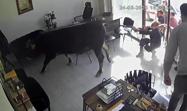 Kırklareli'nde boğa emlakçı dükkanına daldı