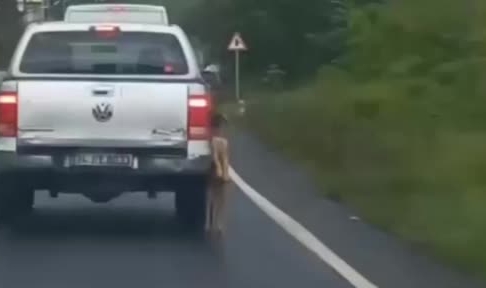 Köpeği aracına iple asarak yolculuk yaptı