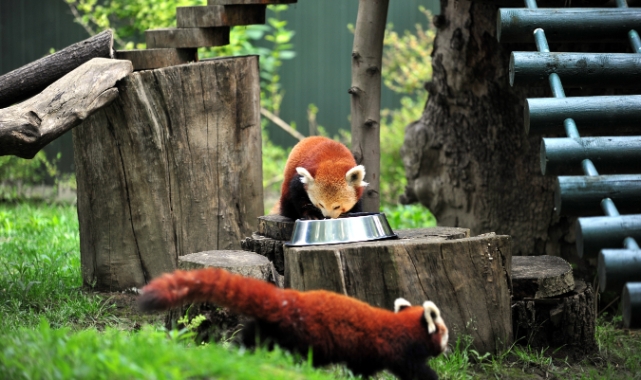 Macaristan'dan Bursa'ya neslin devamı için erkek kızıl panda getirildi