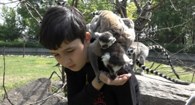 Öğrenciler lemurları elleriyle besledi