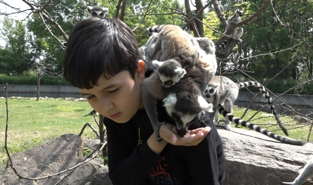 Öğrenciler lemurları elleriyle besledi