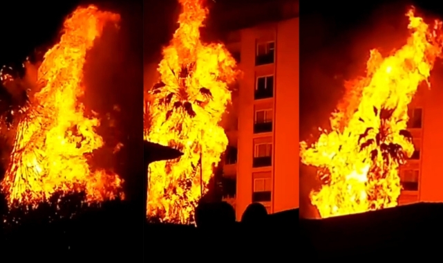 Palmiye ağaçları alev topuna döndü