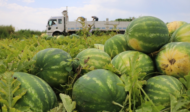 Tescilli Adana karpuzu hasat için geri sayım