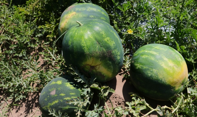 Tescilli Adana karpuzunda hasat başladı