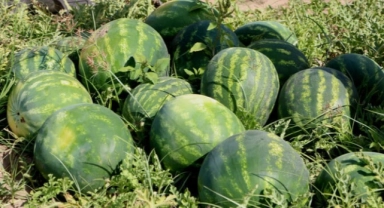 Tescilli Adana karpuzunda hasat başladı