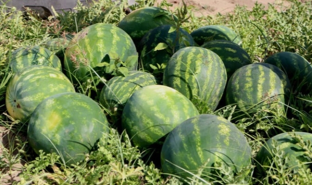 Tescilli Adana karpuzunda hasat başladı