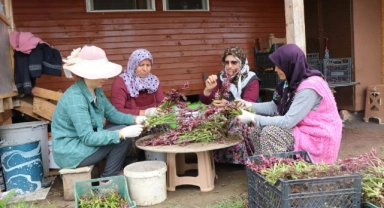 Topraktan çıkan altın: Kilosu 2 bin TL