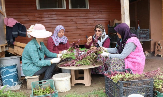 Topraktan çıkan altın: Kilosu 2 bin TL