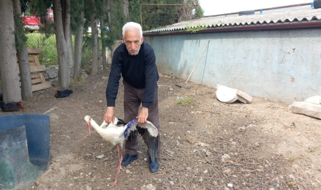 Yaralı leylek tedavi edildi