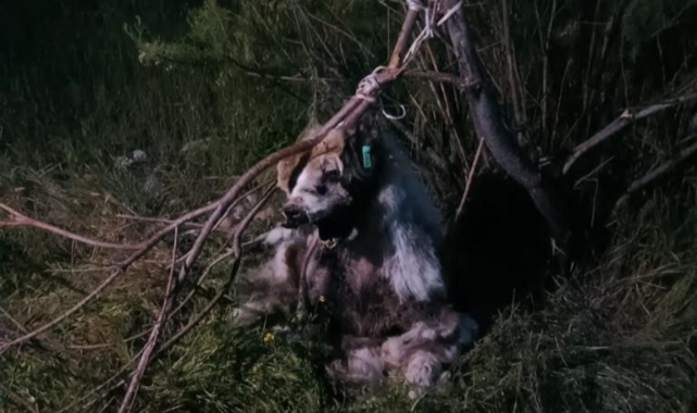 17 köpek ağaca asılmış halde bulundu