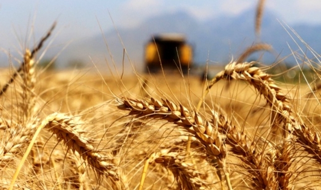 25 Haziran buğday ve arpa fiyatları
