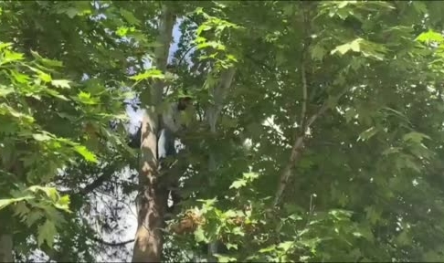 Ağaca çıkan şahıs kelepçelenip hastaneye gitmek istedi