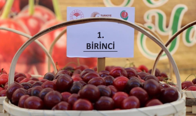 Amasya kiraz üretiminde Türkiye üçüncüsü