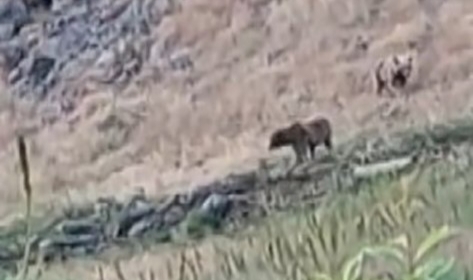 Anne ayı, yavrularını erkek ayılara karşı korudu