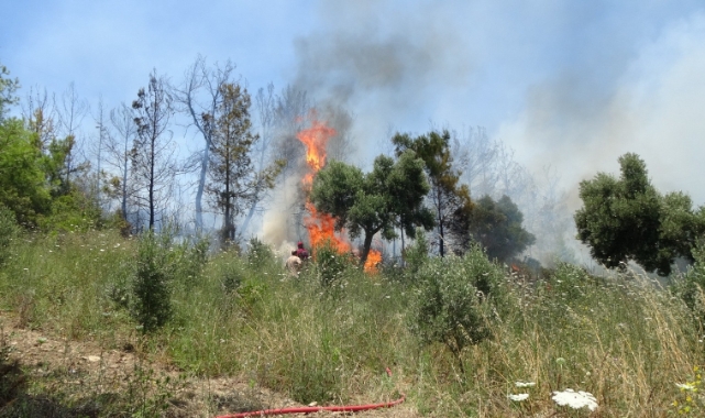 Antalya'da 2 dönüm kızılçam ormanı yandı