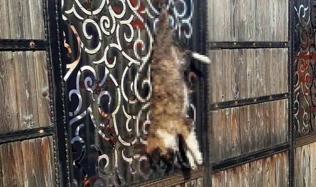 Bağ evinin kapısına asılı ölü bir köpek bulundu