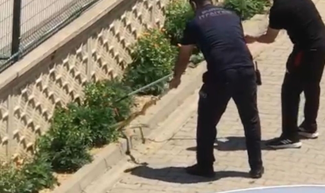 Bahçeye sızan yılanın heyecan verici serüveni