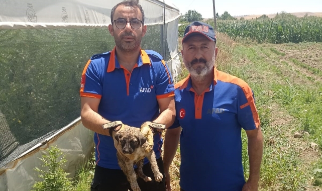Batman'da yavru köpek su kuyusundan kurtarıldı