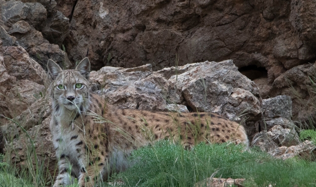 Bir vaşak daha görüntülendi