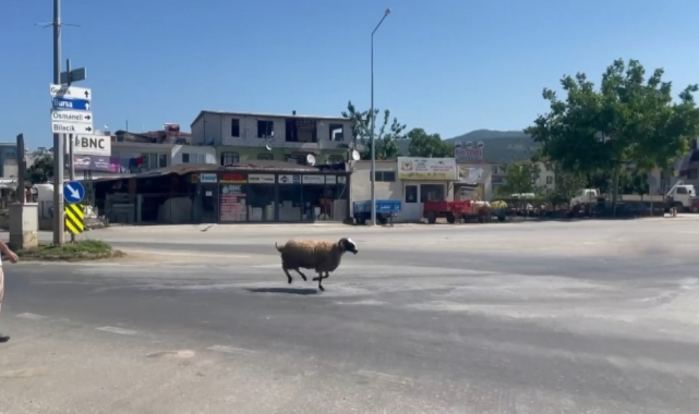 Bu sefer de trafiği birbirine katan 'Koç'
