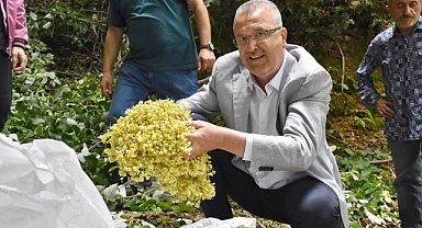 Bursa'da ıhlamur ormanları hasat için gün sayıyor