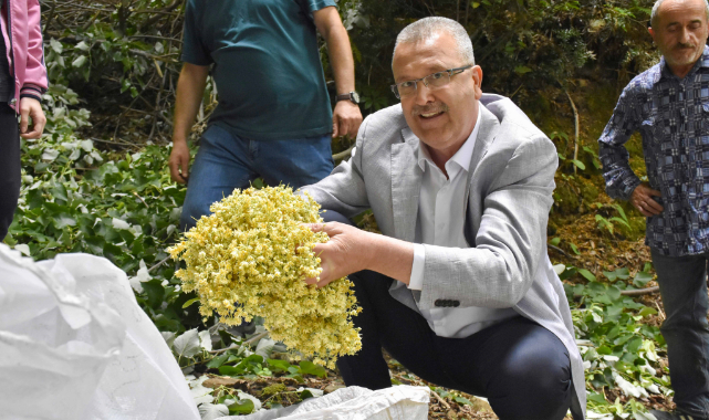 Bursa'da ıhlamur ormanları hasat için gün sayıyor
