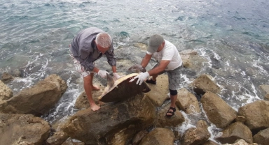 Caretta carettalar kıyıya vurdu