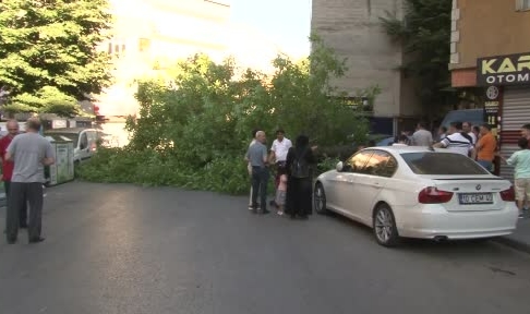 Ceviz ağacı 2 aracın üstüne devrildi