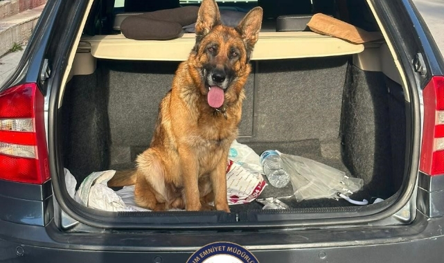 Çorum'da köpek çalan 2 kişi tutuklandı