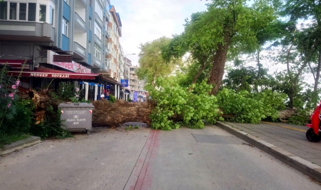 Düzce'de asırlık tescilli çınar devrildi