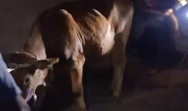 Evin çatı katına kaçan ineği itfaiye kurtardı