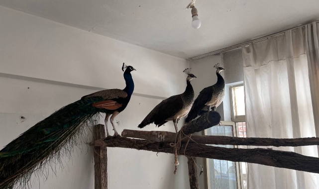Evinde 3 Hint tavus kuşu bulundu; 5 bin 252 TL ceza uygulandı