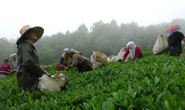 Giresun’da kemençe eşliğinde çay hasat şenliği yapıldı