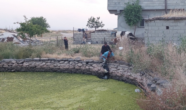Gölete düşen oğlak kurtarıldı