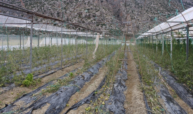 Hortum ve dolunun vurduğu üreticiye sera naylonu desteği
