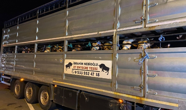 İstanbul’a kurbanlık hayvan girişleri başladı