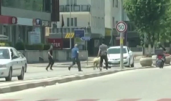 Kaçak koyun İnegöl trafiğini birbirine kattı