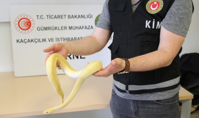 Kapıkule’de 32 kaçak yavru piton yakalandı
