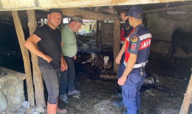 Kaybolan 4 buzağı jandarma dronla buldu