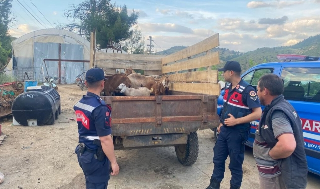 Kayıp 11 küçükbaş hayvanı jandarma buldu