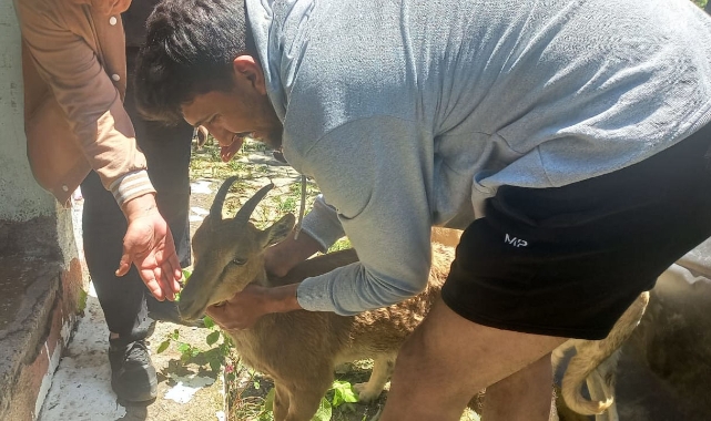 Köye inen yavru dağ keçisini yakalayıp, doğaya saldılar