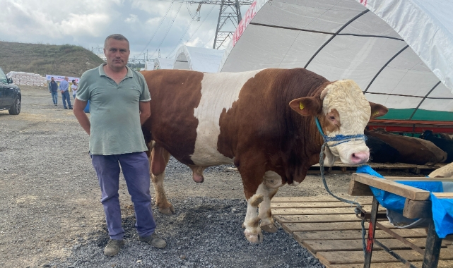 Kurban pazarının en büyüğü “Ilgaz” alıcısını bekliyor