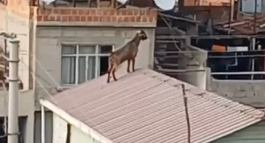 Kurbanlık keçi çatıya kaçtı