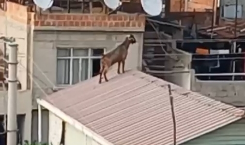 Kurbanlık keçi çatıya kaçtı